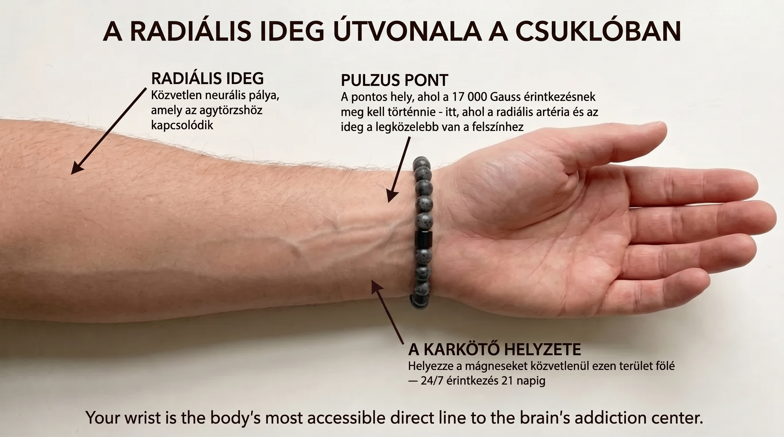Infografika: radiální nervová dráha v předloktí a umístění náramku na místě tepu